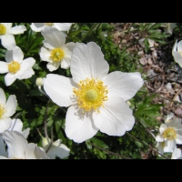 Anemone sylvestris (fam Renonculacees) (Europe, Asie occidentale) (2)